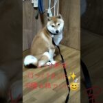 #shibaken #dog #柴プー #しば #犬のいる暮らし #柴犬 #かわいい #柴スタグラム #shibainu 　しつけ教室お疲れ様でした！！