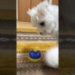 【しつけ】ベルを連続で鳴らせるようになった愛犬レオ【マルチーズ】#shorts #犬 #ペット