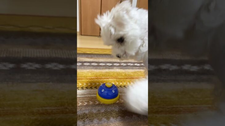 【しつけ】ベルを連続で鳴らせるようになった愛犬レオ【マルチーズ】#shorts #犬 #ペット