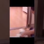 これが中国の天才の犬のしつけ方法 #shorts #中国 #犬 #しつけ