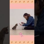 犬のようちえん・ほいくえん・お泊りトレーニング　バック　#子犬しつけ  #しつけ教室 　#ミックス犬   　＃犬のしつけ#shorts #パピートレーニング