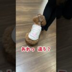 【犬のしつけ教室】先読みして行動する犬 #shorts #犬のしつけ教室