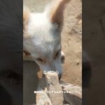 ペット教育のコツ教えます #shorts #ペット #犬 #猫 #しつけ #教育 #マナー