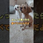 絶対に聞き間違えないでしょう　#shorts #犬 #可愛い #しつけ#お利口さん