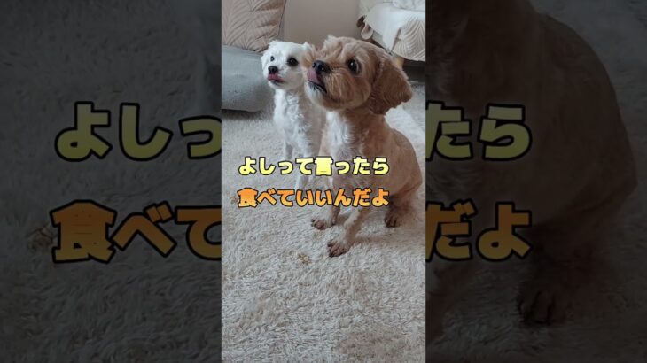 絶対に聞き間違えないでしょう　#shorts #犬 #可愛い #しつけ#お利口さん