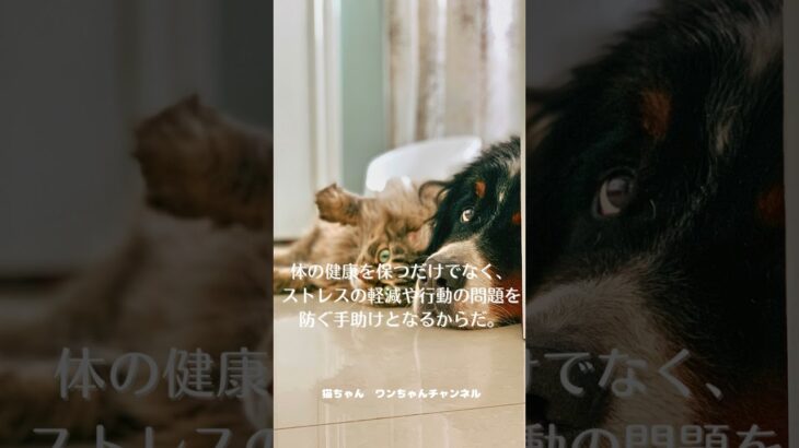 ペットの社交性を高める方法 #shorts　#ペット #犬 #猫