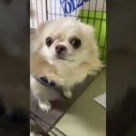 おすわりするチワワ #犬 #しつけトレーニング #shorts