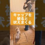 【犬 吠える】吠える行動には必ず原因がある　#犬のトレーニング #ドッグトレーニング #犬のいる暮らし #ドッグトレーナー #マルプー #犬しつけ #犬のしつけ #shorts