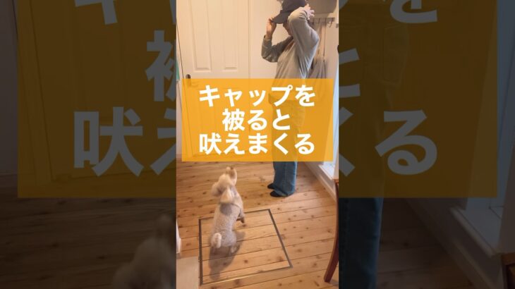 【犬 吠える】吠える行動には必ず原因がある　#犬のトレーニング #ドッグトレーニング #犬のいる暮らし #ドッグトレーナー #マルプー #犬しつけ #犬のしつけ #shorts