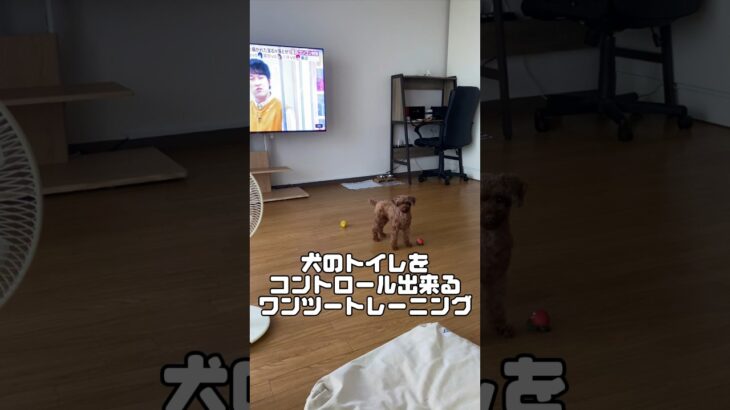 【トイレトレーニング】犬のトイレをコントロール出来るワンツートレーニング#shorts﻿#toypoodle#いぬすたぐらむ#犬のいる暮らし #トイプードル#トイレトレーニング #しつけ