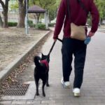 甲斐犬の”さくらちゃん”と散歩トレーニング！