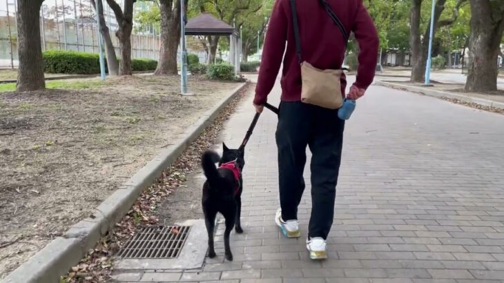 甲斐犬の”さくらちゃん”と散歩トレーニング！