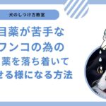 【犬のしつけ教室】目薬を差せるようになる方法