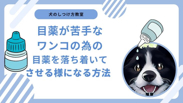 【犬のしつけ教室】目薬を差せるようになる方法
