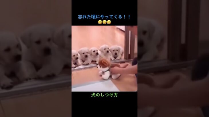 犬のしつけ