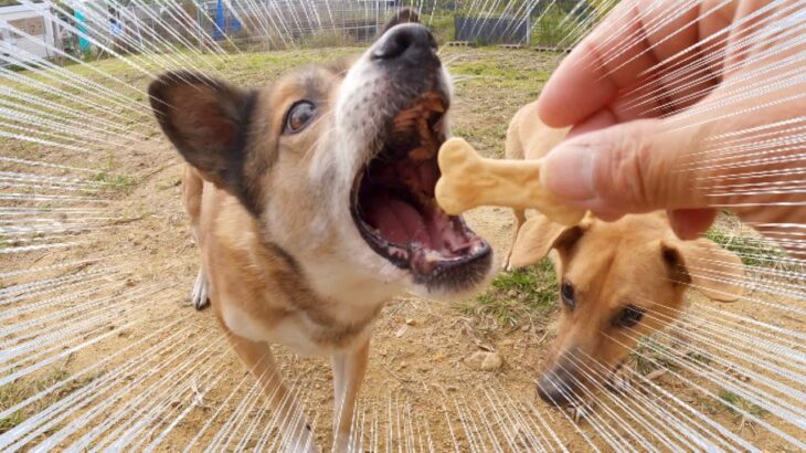 保護犬達にオヤツあげてる動画が凄すぎる⁉️