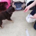 犬の幼稚園 コアくんとトレーニング