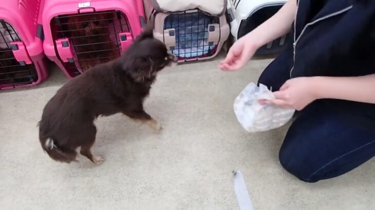 犬の幼稚園 コアくんとトレーニング