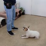 犬の幼稚園 はなちゃんとトレーニング