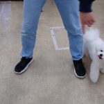 犬の幼稚園 ロージーちゃんとトレーニング