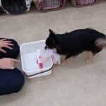 犬の幼稚園 ショコラくんとトレーニング