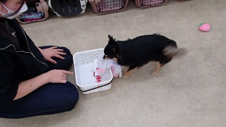 犬の幼稚園 ショコラくんとトレーニング