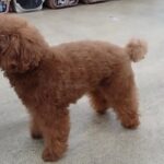 犬の幼稚園 りあんちゃんとトレーニング