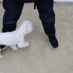 犬の幼稚園 源くんとトレーニング