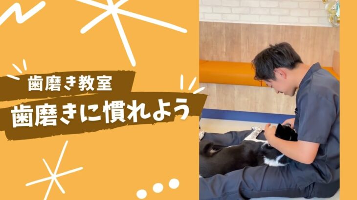 【犬のしつけ教室】歯磨きや投薬方法などトレーニングの様子をご紹介＠リベ大どうぶつ病院