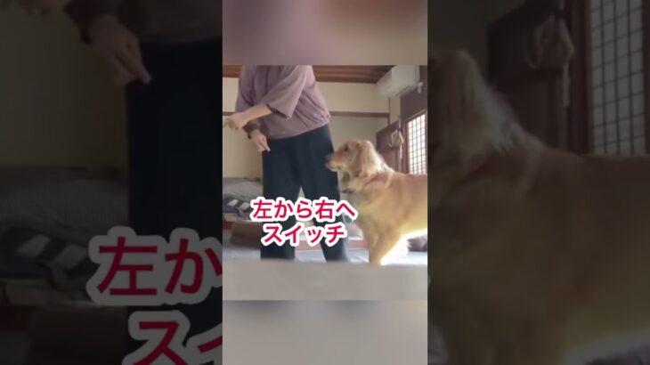 脚側を自由自在に操る #ゴールデン #ゴールデンレトリバー  #大型犬