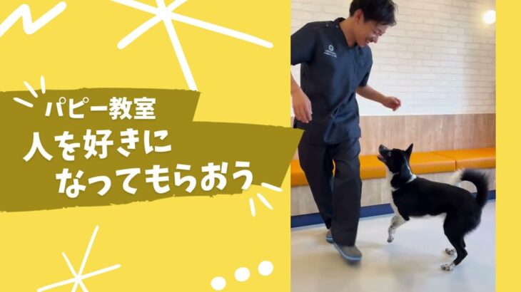 【犬のしつけ教室】歯磨きや投薬方法などトレーニングの様子をご紹介＠リベ大どうぶつ病院