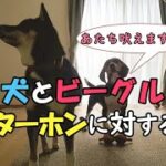 【柴犬】【ビーグル犬】インターホンになぜ吠える？インターホンに吠えるビーグル犬。吠えないようにしてくために必要な事は？