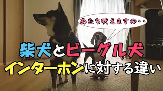 【柴犬】【ビーグル犬】インターホンになぜ吠える？インターホンに吠えるビーグル犬。吠えないようにしてくために必要な事は？