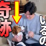 滅亡の危機を乗り越え、大谷の相棒となった犬種、コーイケルホンディエ。その困難の歴史とは？愛犬とするために絶対にやってはいけない注意点も！