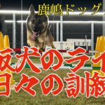 鹿嶋ドッグクラブ看板犬ライ君、ドッグランで日々訓練！!