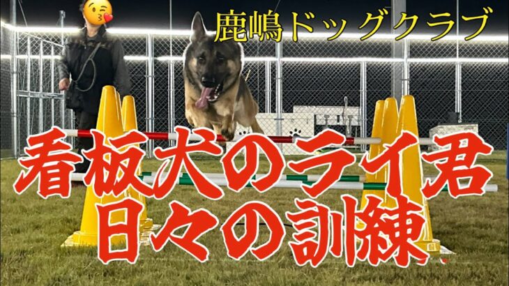 鹿嶋ドッグクラブ看板犬ライ君、ドッグランで日々訓練！!