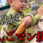 【極刑】子供がウンコ食った犬にお仕置きしまくってて草