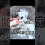 【 甘噛み好き必見】癒しの犬の甘噛みだけの動画 #癒しワンコ #ビションフリーゼ #トイプードル #トイプードル #可愛いわんこ #子犬 #ミックス犬 #ミックス犬 #わんことの日常 #犬のしつけ