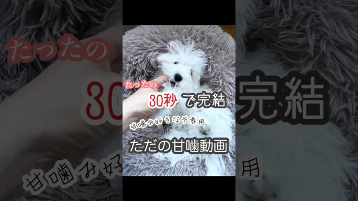 【 甘噛み好き必見】癒しの犬の甘噛みだけの動画 #癒しワンコ #ビションフリーゼ #トイプードル #トイプードル #可愛いわんこ #子犬 #ミックス犬 #ミックス犬 #わんことの日常 #犬のしつけ