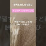 犬との最高の瞬間をキャッチ！笑顔があふれる遊び特集