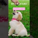 犬との最高の瞬間をキャッチ！笑顔があふれる遊び特集