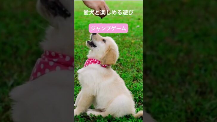 犬との最高の瞬間をキャッチ！笑顔があふれる遊び特集