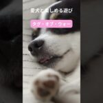 犬との最高の瞬間をキャッチ！笑顔があふれる遊び特集