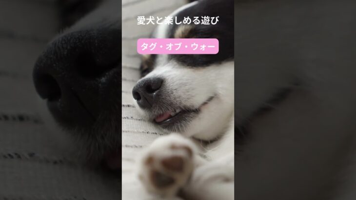 犬との最高の瞬間をキャッチ！笑顔があふれる遊び特集