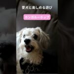 犬との最高の瞬間をキャッチ！笑顔があふれる遊び特集