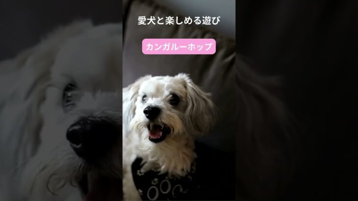 犬との最高の瞬間をキャッチ！笑顔があふれる遊び特集