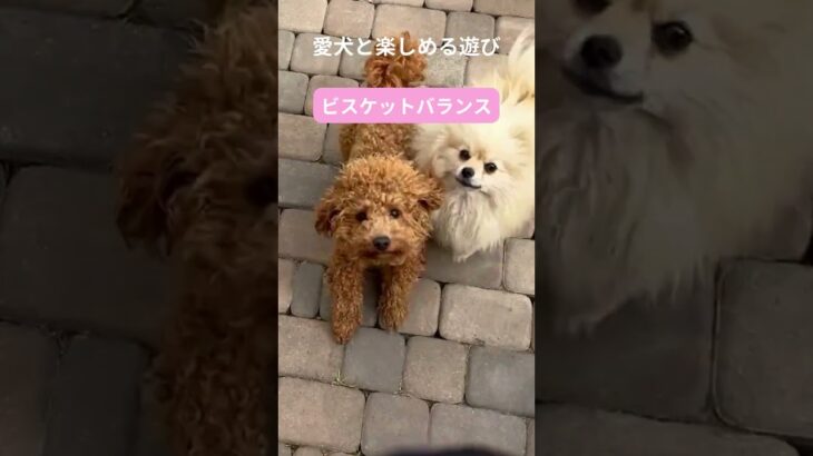 犬との最高の瞬間をキャッチ！笑顔があふれる遊び特集