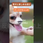 犬との最高の瞬間をキャッチ！笑顔があふれる遊び特集