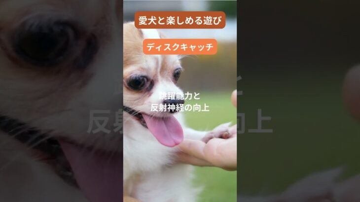 犬との最高の瞬間をキャッチ！笑顔があふれる遊び特集