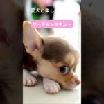 犬との最高の瞬間をキャッチ！笑顔があふれる遊び特集